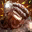 impr_wings_3.jpg