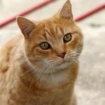 DimJo