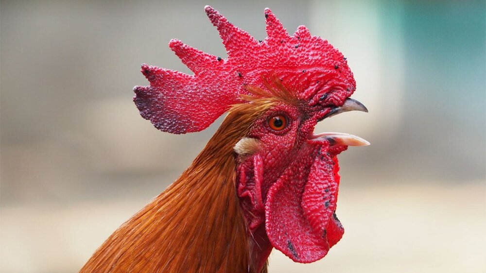 rooster_16x9.thumb.jpg.e30de8698fc35f037aa2160087f49d50.jpg