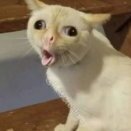 TuPBoPupka
