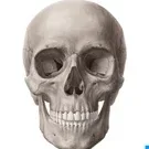 Shworcenfegel